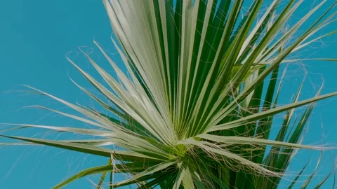 Tropical palm leaves close-up on a background of blue sky. Beautiful natural 库存影片 130603293