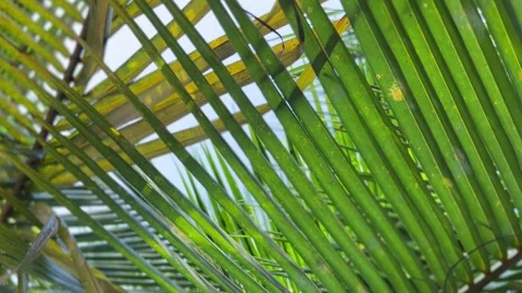 Tropical Palm Leaves with Dew Close Up Stock Footage 257588562