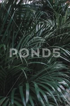 Tropical palm leaves, jungle leaves, floral pattern background. Close up Stock Photos