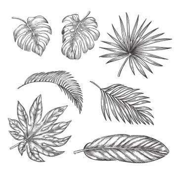 Tropical palm leaves set, vector sketch illustration. Hand drawn tropic natur Stock Illustration