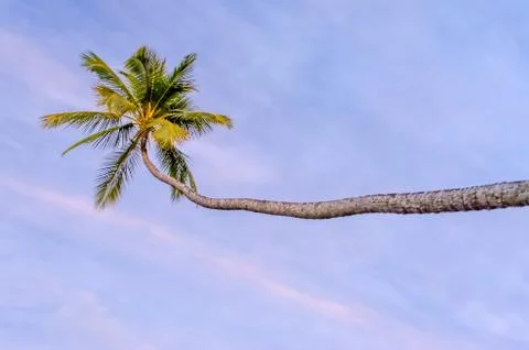 Tropical palm Stock Photos