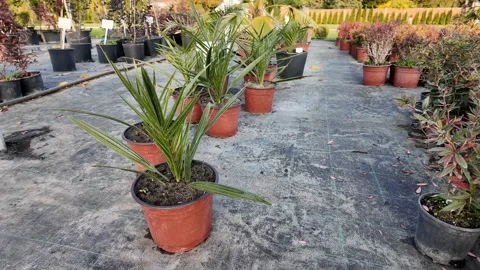 Tropical Palm Plants in Pots Stock Footage 292161477