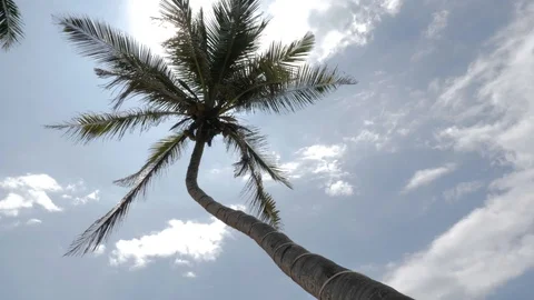 Tropical Palm Sun Rays Slowmotion 4k Stock Footage 85816148