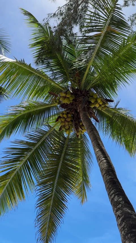 Tropical palm tree adorned with a bountiful bunchs of coconuts hanging from it Stock Footage 301646783