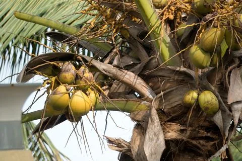 Tropical palm tree adorned with plentiful green coconuts in the sun. Stock Photos