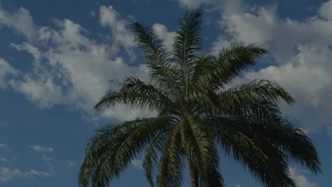 Tropical palm tree against blue sky with clouds in Colombia Stock Footage 341908587