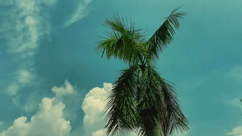 Tropical Palm Tree Against Blue Sky and White Clouds Stockbeeldmateriaal 343246045