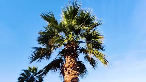 Tropical Palm Tree Against Clear Blue Sky on a Sunny Day Vídeos de archivo 332575172