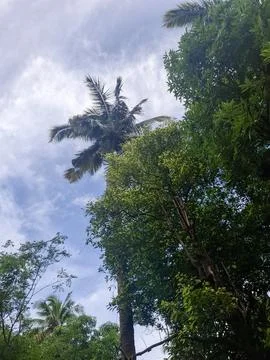 Tropical Palm Tree Against Cloudy Sky Stock Photos