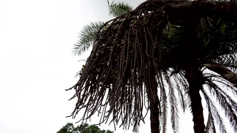 Tropical Palm Tree Against the Sky Stock Footage 342623653