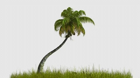 Tropical palm tree and grass swaying in the wind on a transparent background Stock Footage 332571832