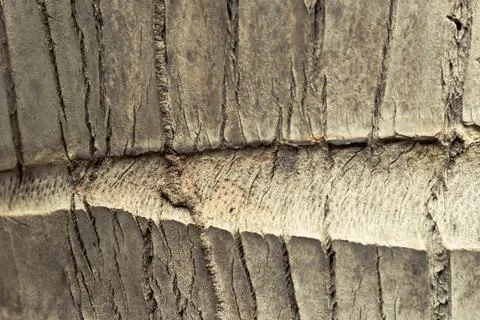 Tropical palm tree bark surface wood texture detail, natural pattern wallpaper Stock Photos