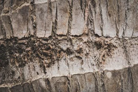 Tropical palm tree bark surface wood texture detail, natural pattern wallpaper Stock Photos