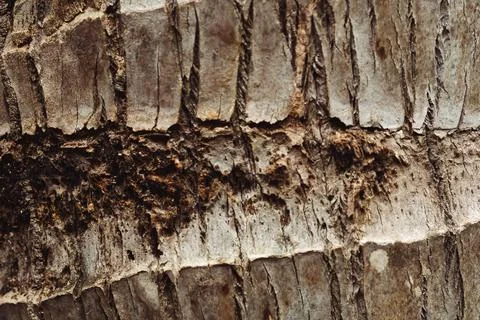 Tropical palm tree bark surface wood texture detail, natural pattern wallpaper Stock Photos