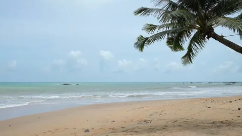 Tropical Palm Tree with Beach and Environmental Concept Vídeos de archivo 337969586