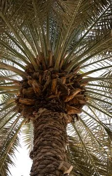 Tropical Palm Tree from Below Stock Photos