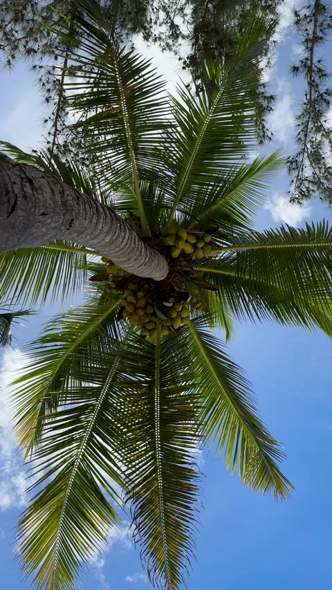 Tropical palm tree with a bountiful bunchs of coconuts hanging from its branches Stock Footage 303013279