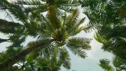 Tropical palm tree canopy against blue sky  upward perspective Stock Footage 320109887