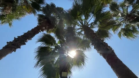 Tropical palm tree canopy with brilliant sun flare and clear blue sky 스톡 동영상 334909070