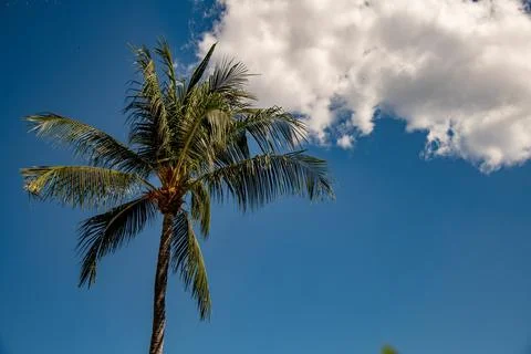 Tropical Palm Tree with Cloud in background Fotos de archivo