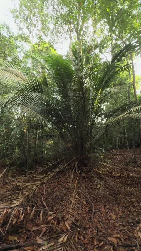 Tropical Palm Tree in Dense Rainforest Jungle Stock Footage 340459463