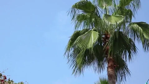 Tropical Palm Tree Stockbeeldmateriaal 71220335