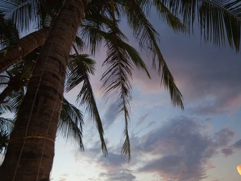 Tropical Palm Tree Stock Footage 80813441
