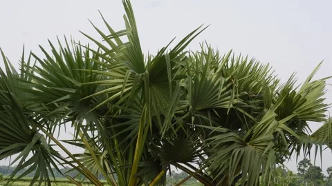 Tropical Palm Tree Stock Footage 336688572