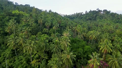 Tropical Palm Tree Forest in Southeast Asia Stock Footage 313455958