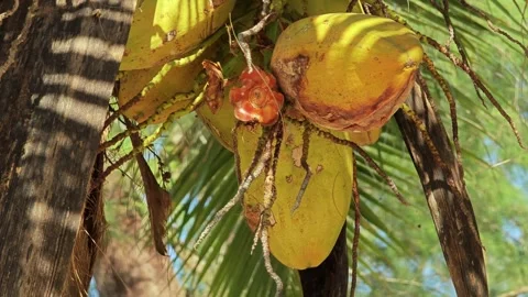 Tropical palm tree with green coconuts. Stock Footage 306943660