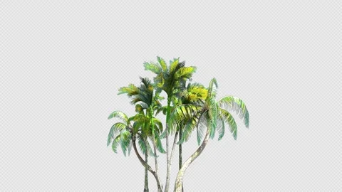 Tropical Palm Tree Group with Wind 3D Animation on Alpha Channel Stock Footage 332965663