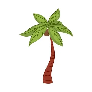 Tropical palm tree growing coconuts vector illustration 스톡 일러스트