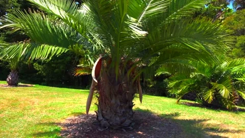 Tropical palm tree grows in a green meadow in summer in the garden Stock Footage 131779535