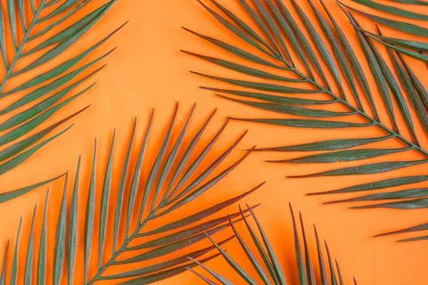 Tropical palm tree leaf pattern on bright orange background. Copy space for t 스톡 사진