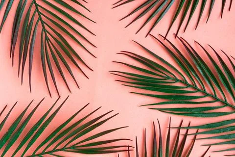Tropical palm tree leaf pattern on pastel pink background. Copy space for the Stock Photos