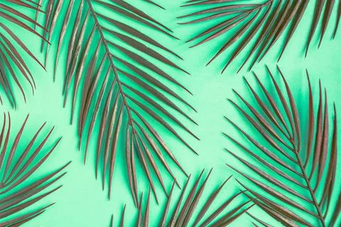Tropical palm tree leaf pattern on green background. Minimal concept Stock Photos