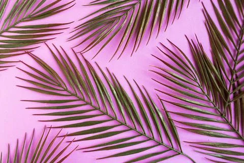 Tropical palm tree leaf pattern on purple background. Minimal concept Foto stock
