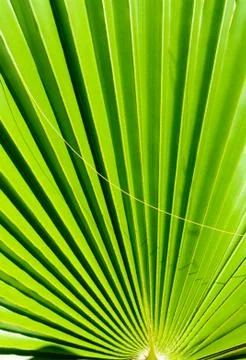 Tropical palm tree leaf Stock Photos