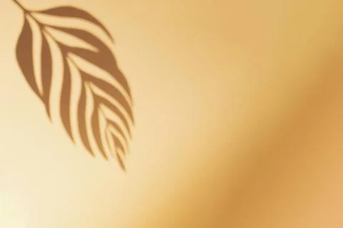 Tropical palm tree leaf shadow on sand beach. Minimal nature flat lay backgro Stock Photos