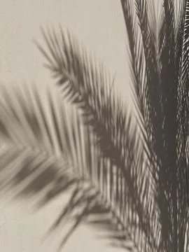 Tropical palm tree leaf sunlight shadow on wall. Aesthetic floral blurred sil Stock Photos