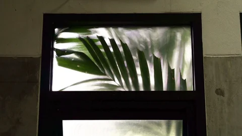 Tropical palm tree leaf sway outside room window video 4k Video stock 89348797