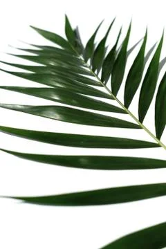 Tropical palm tree leaf on a white background. Minimal concept Stock Photos