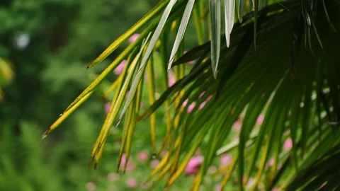 Tropical Palm Tree Leaves Close-up with Pink Flowers in Background, Lush Green Stock Footage 331790754