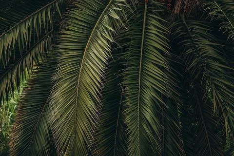 Tropical palm tree leaves creating a lush green background for natural design Stock Photos