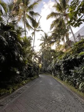 Tropical Palm Tree Path in Lush Resort Garden Stock Photos