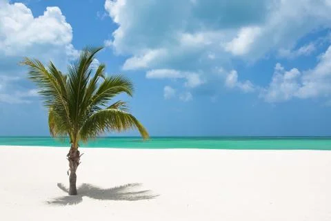 Tropical palm tree Foto stock