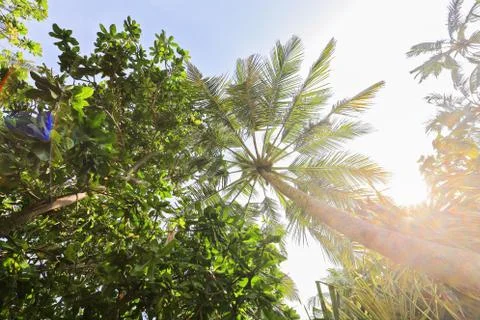 Tropical palm tree Foto stock