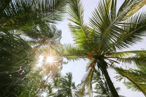 Tropical palm tree Foto stock
