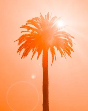Tropical palm tree Foto stock