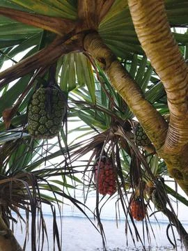 Tropical palm tree 스톡 사진